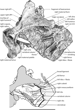 Illustration for article titled Incredible Fossil of an Ancient Horse Still Contains Its Unborn Foal